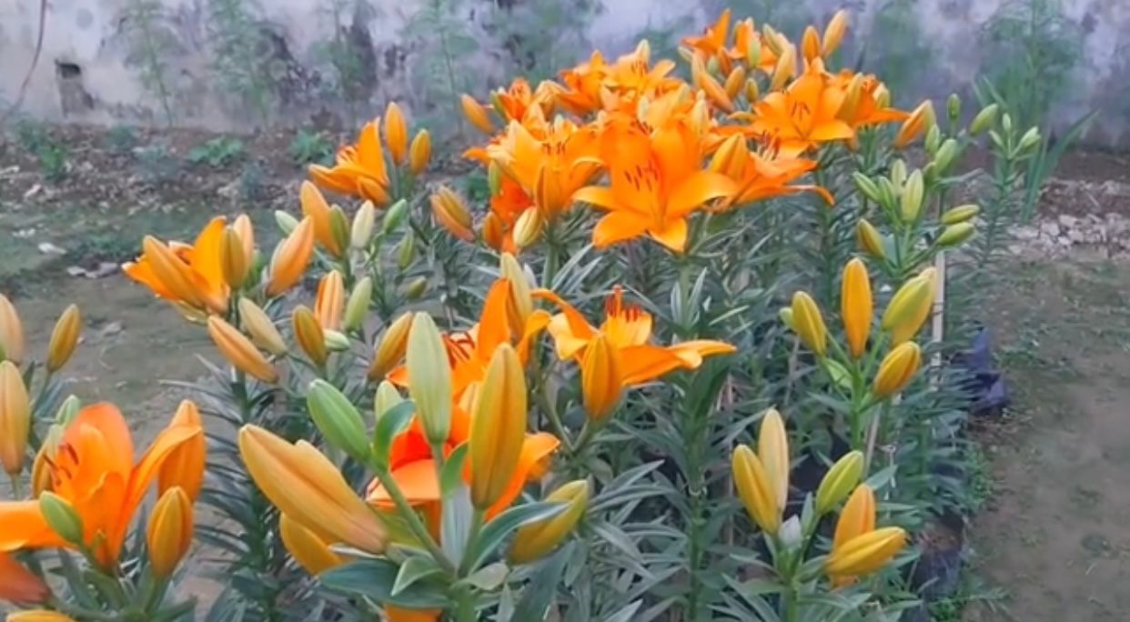 "Blooming Asiatic lilies in Khagrachari's Mahila College area, marking a promising step towards large-scale commercial cultivation." ( Photo: Biplob Talukder, V7N )